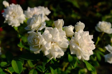 Şehir parkında rose. Tasarım için çiçek arka plan.