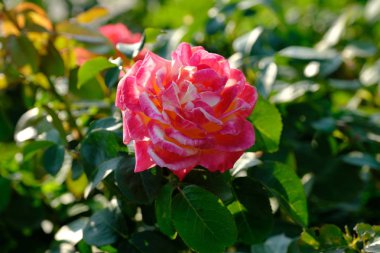 Şehir parkında rose. Tasarım için çiçek arka plan.