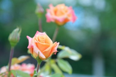 Şehir parkında rose. Tasarım için çiçek arka plan.