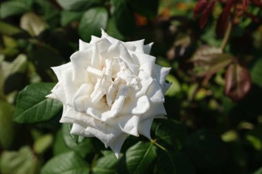 Şehir parkında rose. Tasarım için çiçek arka plan.