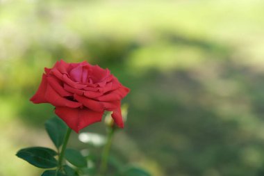 Şehir parkında rose. Tasarım için çiçek arka plan.