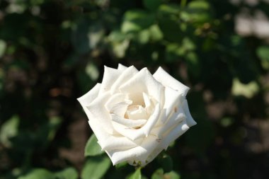 Şehir parkında rose. Tasarım için çiçek arka plan.