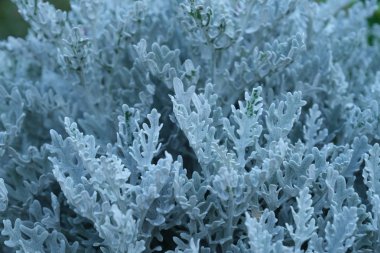 Tasarımcının doğal arkaplanı.