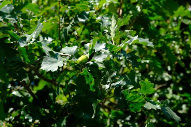 Tasarımcının doğal arkaplanı.