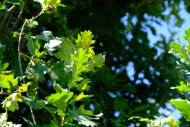Tasarımcının doğal arkaplanı.