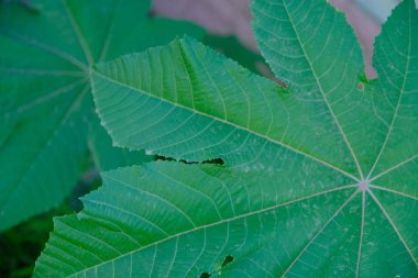 Tasarımcının doğal arkaplanı.