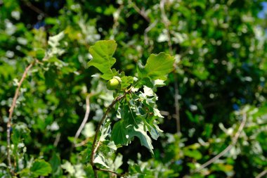 Tasarımcının doğal arkaplanı.