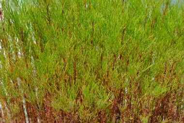 Tasarımcının doğal arkaplanı.