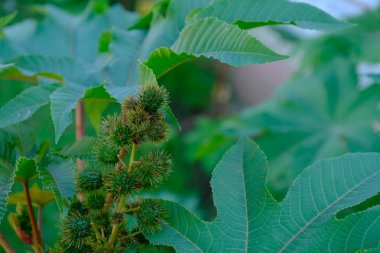 Tasarımcının doğal arkaplanı.