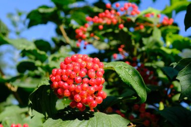 Tasarımcının doğal arkaplanı.