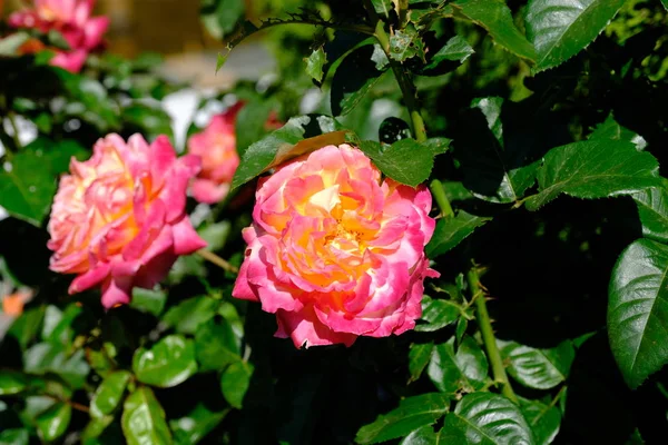 Роуз Городском Парке Цветочный Фон Дизайна — стоковое фото