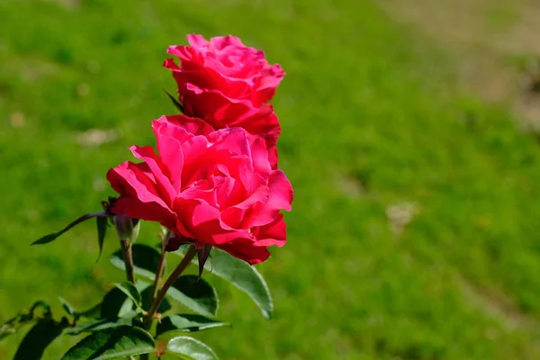 玫瑰在城市公园 花卉设计背景 — 图库照片