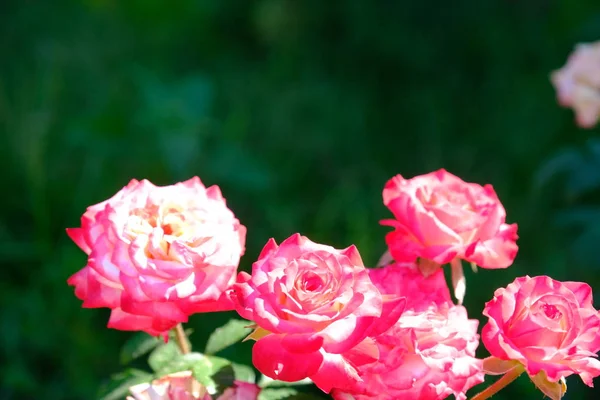 玫瑰在城市公园 花卉设计背景 — 图库照片