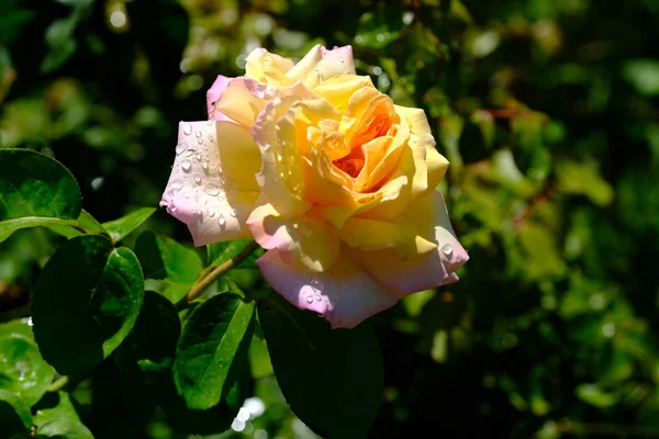 Rose Parque Ciudad Fondo Floral Para Diseño — Foto de Stock