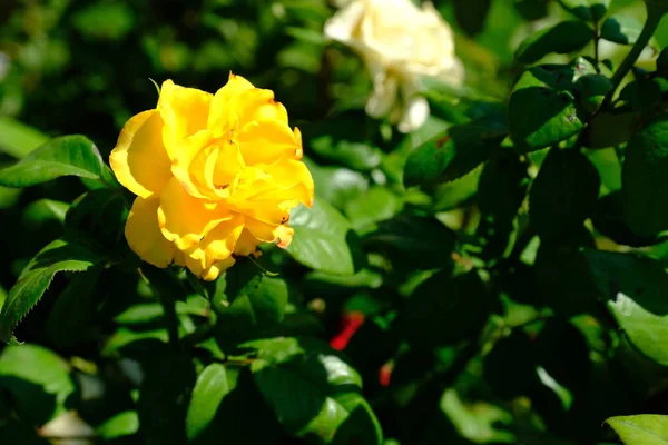 Rose Městském Parku Květinové Pozadí Pro Návrh — Stock fotografie