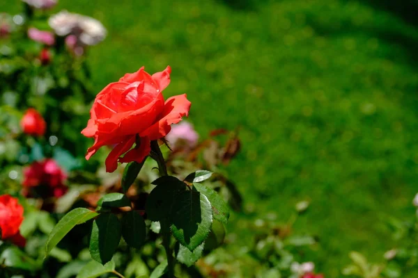 Роуз Городском Парке Цветочный Фон Дизайна — стоковое фото
