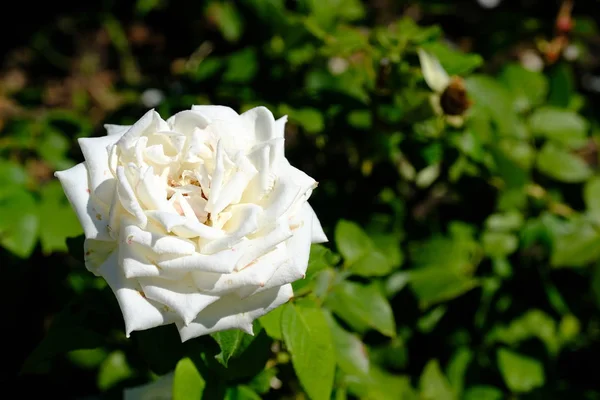 Rose Městském Parku Květinové Pozadí Pro Návrh — Stock fotografie