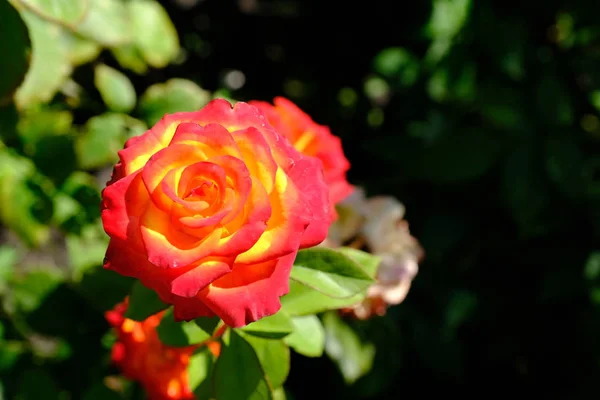 Ρόουζ Ένα Πάρκο Της Πόλης Floral Φόντο Για Σχεδιασμό — Φωτογραφία Αρχείου