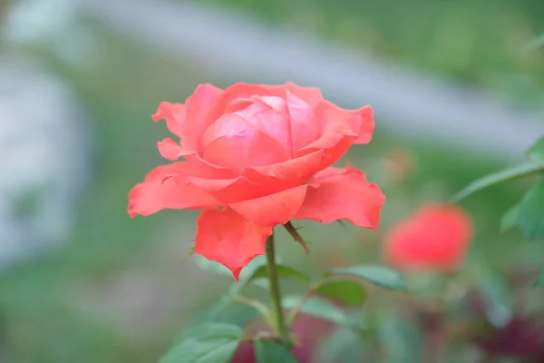 Rose Parque Ciudad Fondo Floral Para Diseño — Foto de Stock