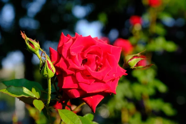 Rose Parque Ciudad Fondo Floral Para Diseño — Foto de Stock