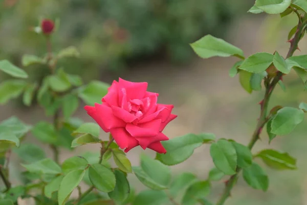 Rose Parque Ciudad Fondo Floral Para Diseño — Foto de Stock