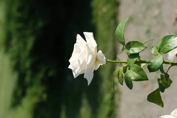 Rose Parque Ciudad Fondo Floral Para Diseño — Foto de Stock