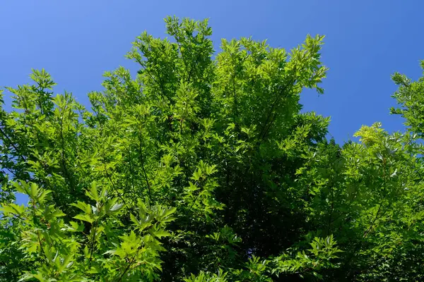 设计师的自然背景 — 图库照片