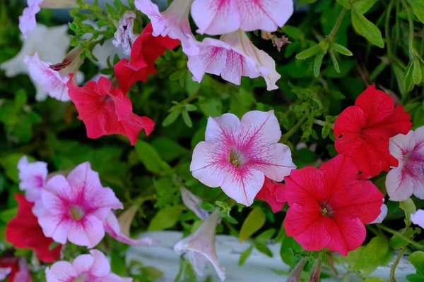 Flowers City Park Floral Background Designer — Stock Photo, Image