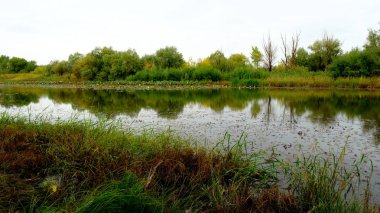 Ormandaki göl. Sudaki ağaçların yansıması