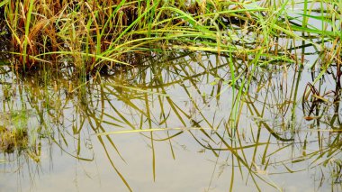 Ormandaki göl. Sudaki ağaçların yansıması