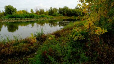 Ormandaki göl. Sudaki ağaçların yansıması