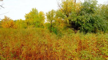 Sonbahar ormanındaki ağaçlar