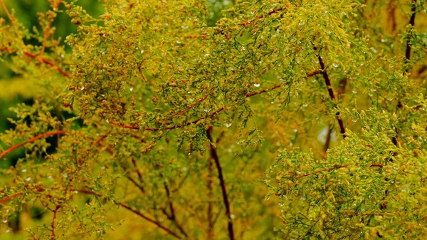 Trees Autumn Forest — Stock Photo, Image