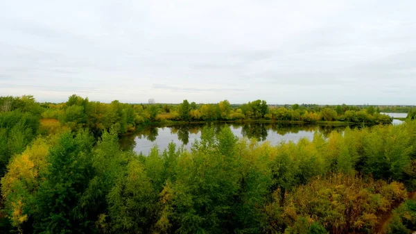 Árboles Bosque Otoñal — Foto de Stock