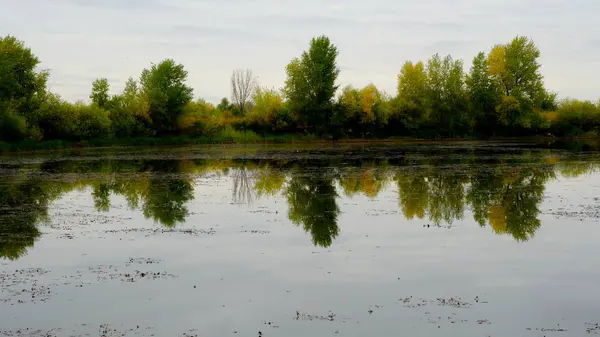 Lago Floresta Reflexão Árvores Água — Fotografia de Stock