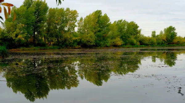 Lago Floresta Reflexão Árvores Água — Fotografia de Stock