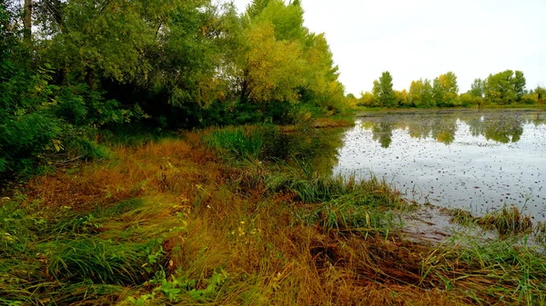 Lago Bosque Reflejo Los Árboles Agua — Foto de Stock