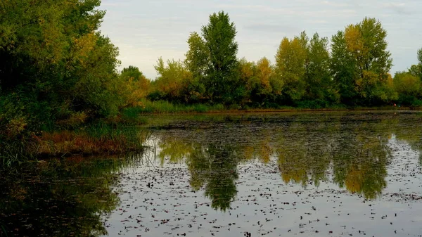 森の中の湖水中の木々の反射 — ストック写真