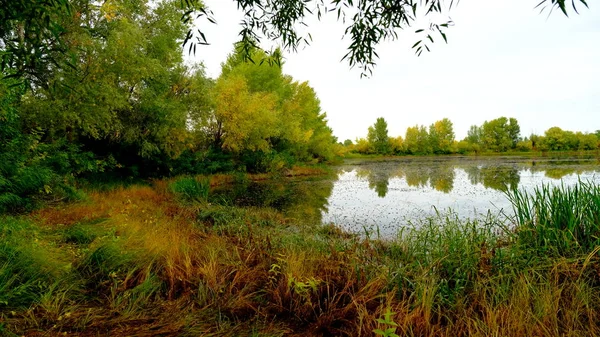 Jezero Lese Odraz Stromů Vodě — Stock fotografie