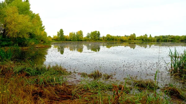 Озеро Лесу Отражение Деревьев Воде — стоковое фото