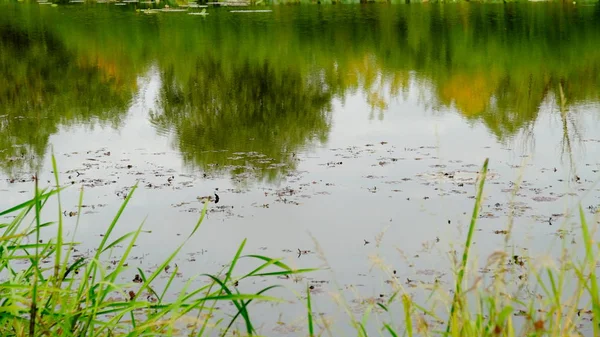 Озеро Лісі Відбиття Дерев Воді — стокове фото