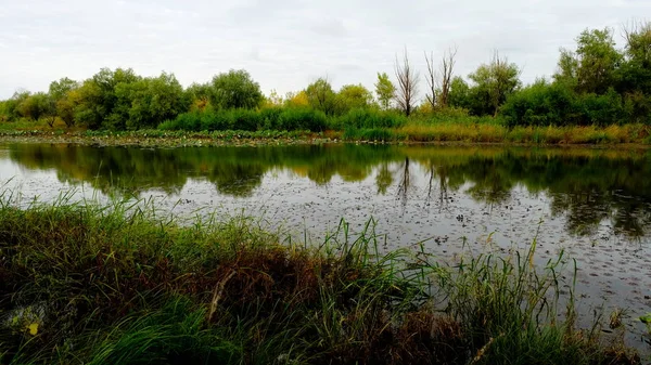 Jezero Lese Odraz Stromů Vodě — Stock fotografie