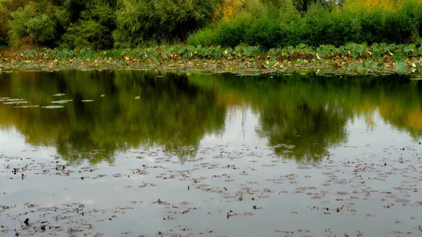 Lago Floresta Reflexão Árvores Água — Fotografia de Stock