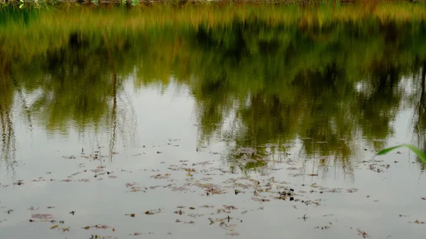 Озеро Лісі Відбиття Дерев Воді — стокове фото