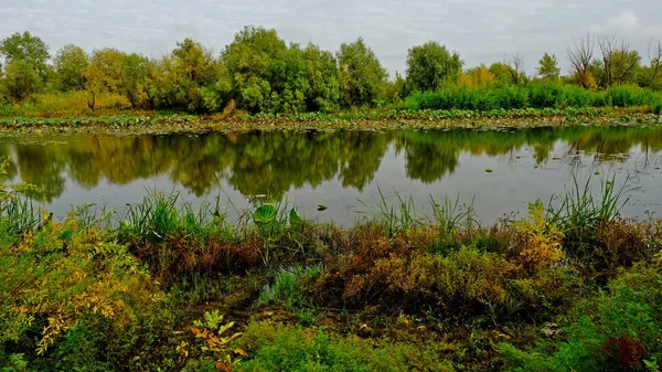 Lago Bosque Reflejo Los Árboles Agua — Foto de Stock