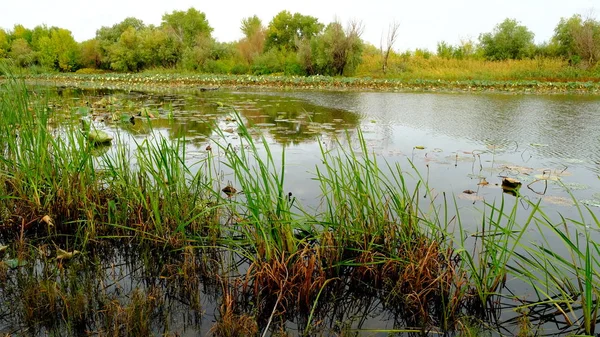 Озеро Лесу Отражение Деревьев Воде — стоковое фото