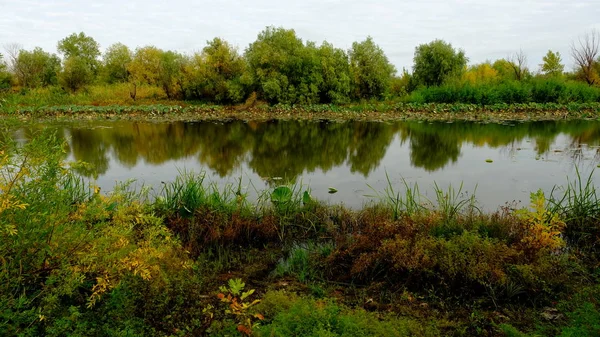 Озеро Лесу Отражение Деревьев Воде — стоковое фото