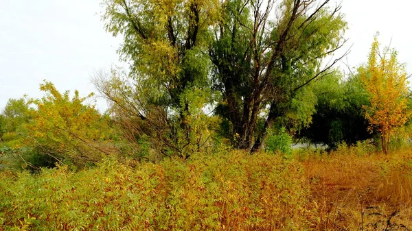 Árvores Floresta Outono — Fotografia de Stock