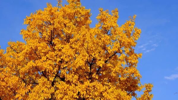 Äste Von Bäumen Mit Gelbem Laub — Stockfoto