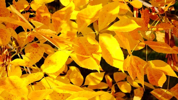Větve Stromů Žlutým Listím — Stock fotografie